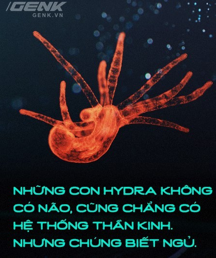 hy-dra.jpg