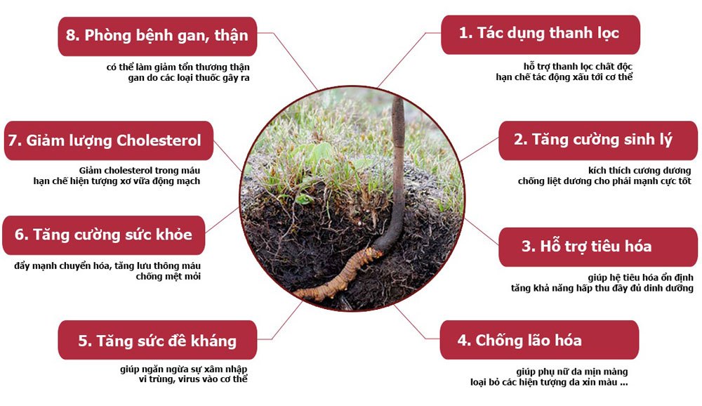 tac-dung-cua-dong-trung-ha-thao.jpg