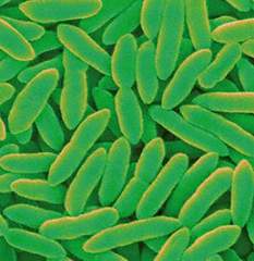 Pseudomonas-syringae.jpg
