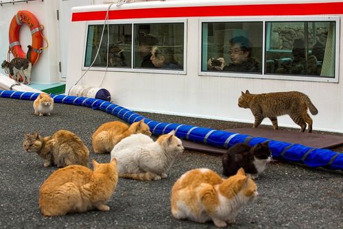 Mật gấu không trị được bá bệnh