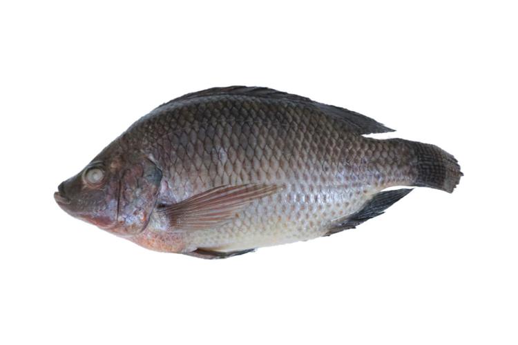 Thuốc bổ thận tráng dương không hợp: Người "lành" thêm bệnh