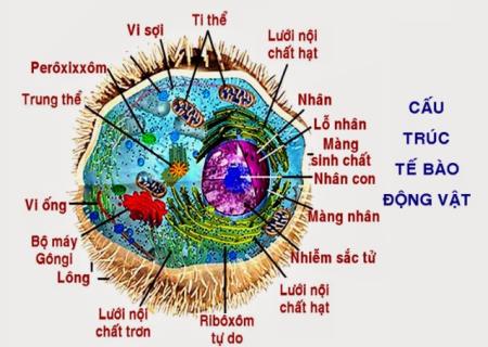 Việc sản xuất các phân tử chất béo của tế bào có thể là yếu tố then chốt trong việc xác định tế bào đó sẽ trở thành gì