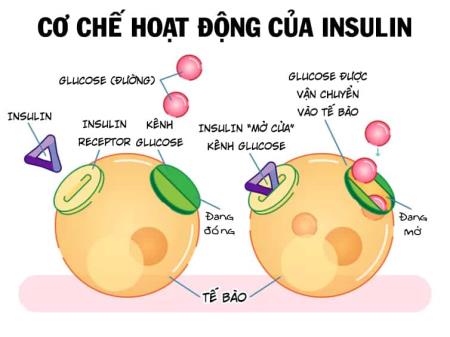 Nhà Cái Cá Cược Uy Tín 【HP88 Vina】 liên quan giữa kháng insulin với tình trạng dinh dưỡng khi còn nhỏ