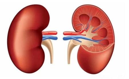 Các nhà HB88 Trang Chủ Nhà Cái Đăng Ký Chính Thức sử dụng mô hình thận tìm các HB881 Đăng ký ngay tiềm năng cho bệnh thận đa nang