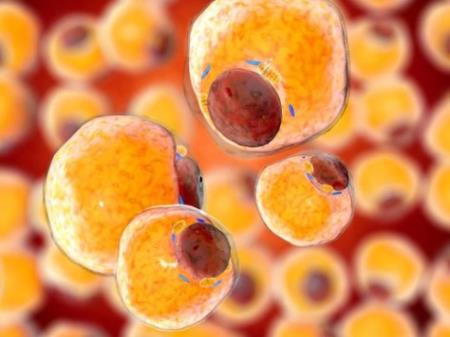 Hormone từ tế bào mỡ hạn chế sự phát triển của khối u ở chuột