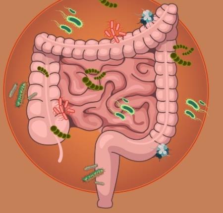 Sự luân chuyển của ruột trong quá trình phát triển giúp hiểu cơ chế hình thành các cơ quan