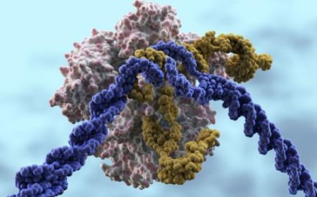 Làm thế nào một protein CRISPR có thể mang lại các xét nghiệm mới cho nhiều loại vi-rút