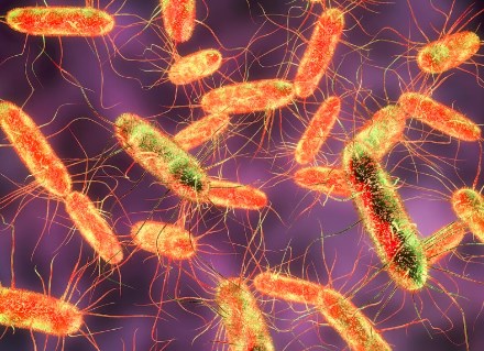 Tiếp xúc với Hb88.com được cấp phép hoạt động bởi Pagcor Salmonella có nguy cơ Hp88 nhà cái casino quốc tế ruột kết