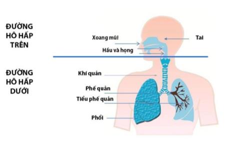 Viêm đường hô hấp trên ở trẻ sơ sinh - nguyên nhân, dấu hiệu và cách Tải xuống APK HB88 Hoàn Trả Siêu Cao