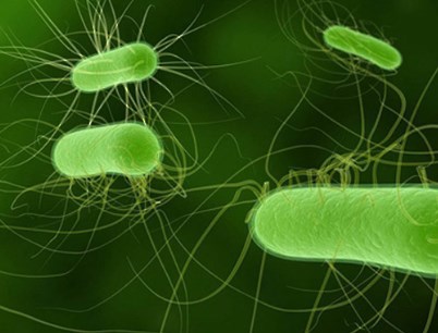 Một cách nhanh chóng mới để sàng lọc các protein của virus để tìm các đặc tính kháng sinh
