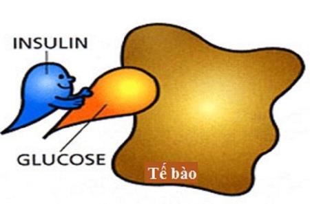 Phát hiện cơ chế sinh học sản xuất insulin